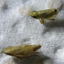 Mendrausus pauxillus